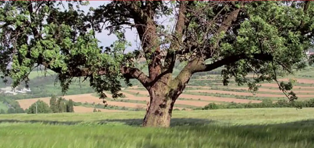 Ovocné dřeviny v krajině