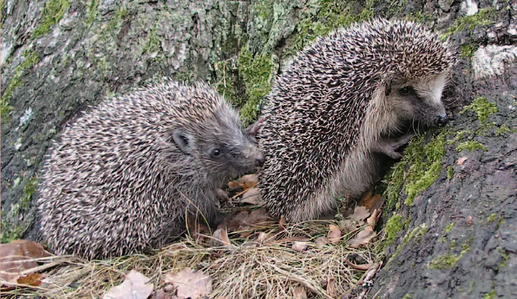 Ježci – naši pichlaví sousedé