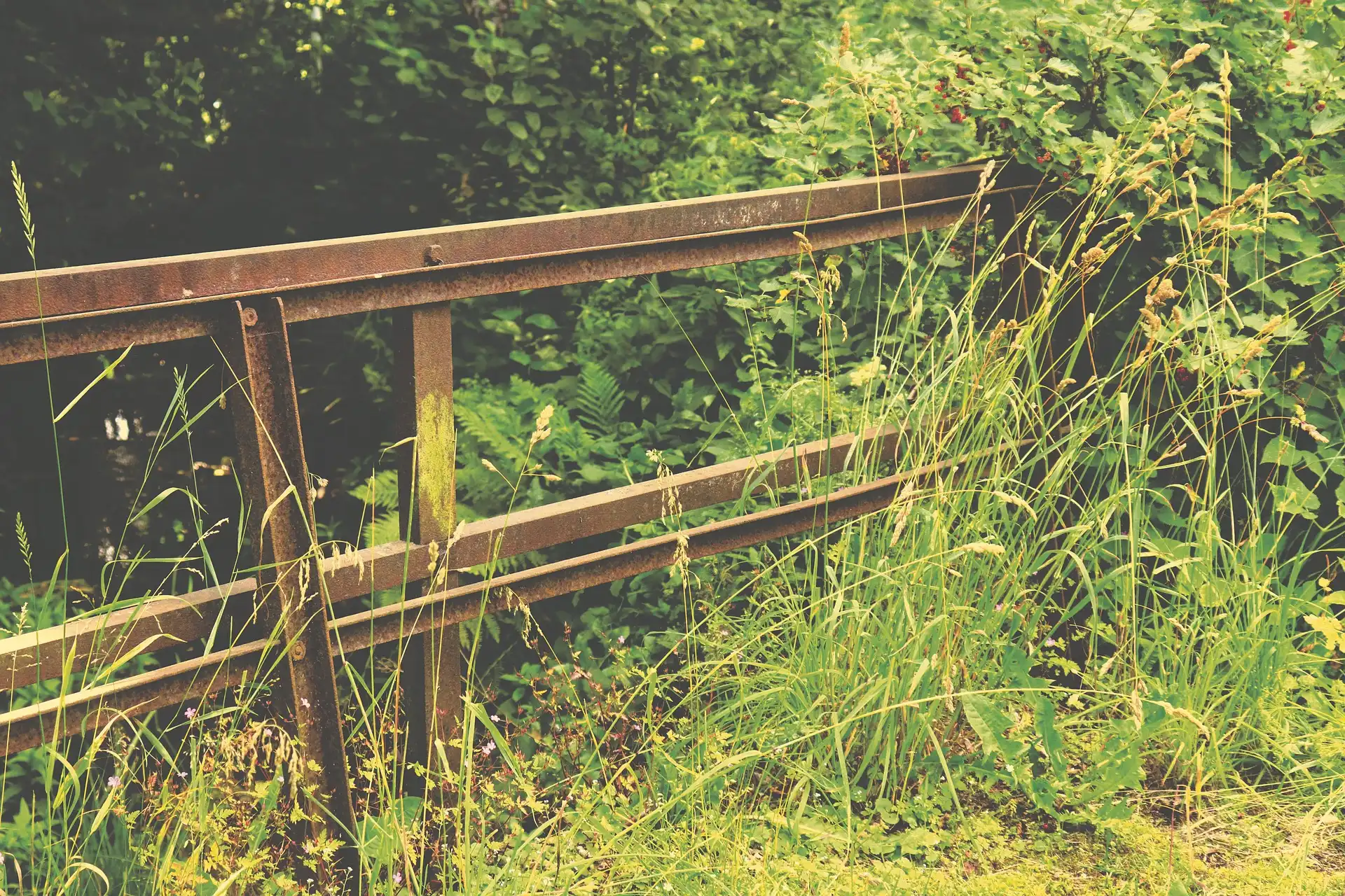 Ocet proti plevelu: přírodní pomocník, nebo drahá náhražka?