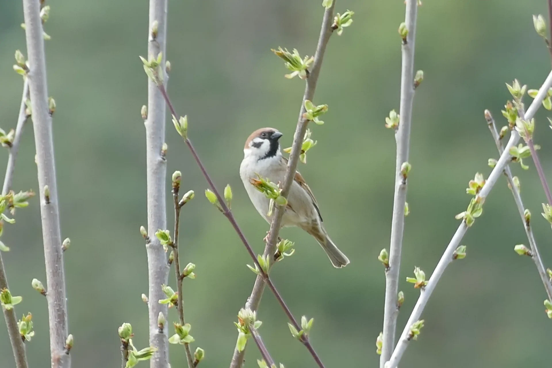 Ornitologická vycházka