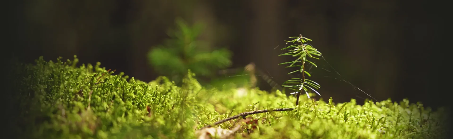 Promítání a beseda: Naslouchat lesu